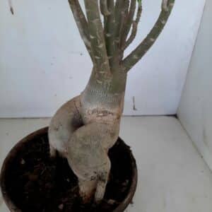 Planta Dobrada 924 – 40cm – 03 anos