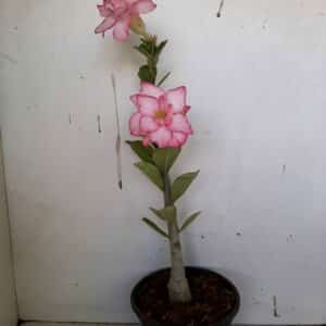 Planta Dobrada 927 – 25cm – 01 ano