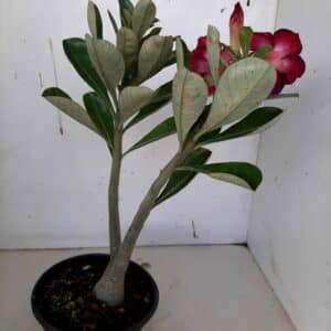 Planta Dobrada 928 – 30cm – 01 ano