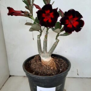 LEILÃO Nº 433