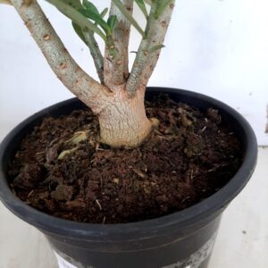 Planta Simples 971 – 30cm – 1 ano