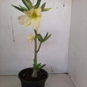 Planta Simples 976 – 30cm – 1 ano
