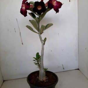Planta Simples 978 – 30cm – 1 ano