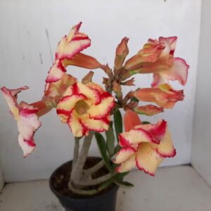 Planta Simples 979 – 30cm – 1 ano