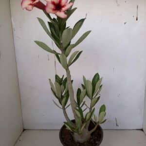 Planta Simples 980 – 35cm – 2 anos