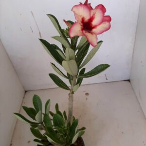 Planta Simples 980 – 35cm – 2 anos