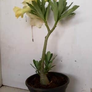 Planta Simples 981 – 30cm – 1 ano
