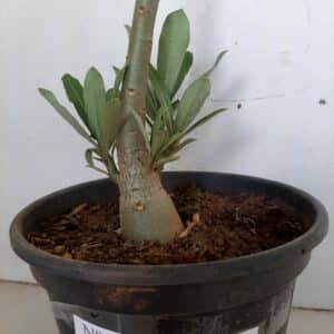 Planta Simples 981 – 30cm – 1 ano
