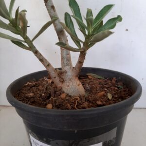 Planta Simples 983 – 25cm – 1 ano