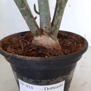 Planta Dobrada 935 – 40cm – 03 anos