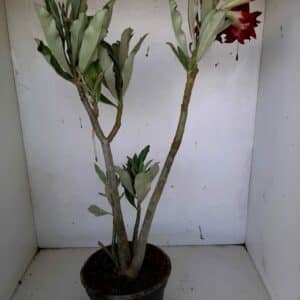 Planta Dobrada 939 – 40cm – 03 anos