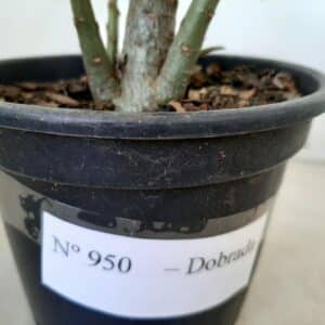 Planta Dobrada 950 – 30cm – 02 anos