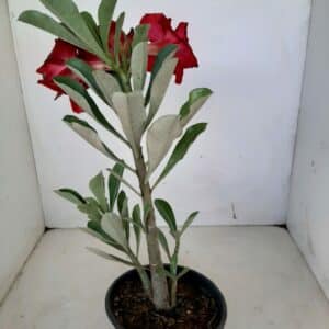 Planta Dobrada 950 – 30cm – 02 anos