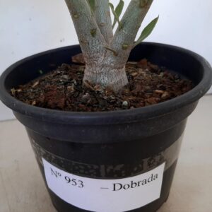 Planta Dobrada 953 – 25cm – 01 ano