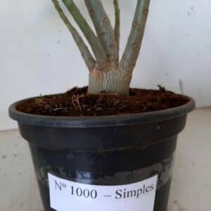 Planta Simples 1000 – 30cm – 02 anos