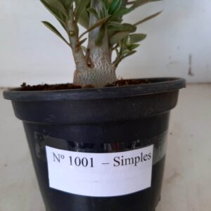 Planta Simples 1001 – 35cm – 02 anos