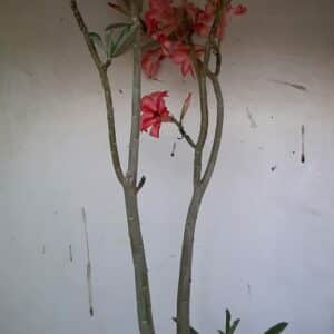 Planta Simples 1005 – 45cm – 03 anos