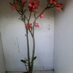 Planta Simples 1005 – 45cm – 03 anos