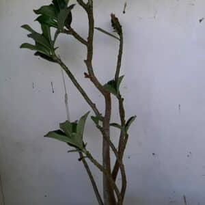 Planta Simples 1006 – 35cm – 03 anos