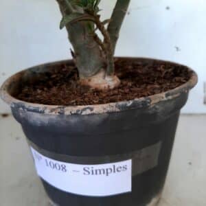 Planta Simples 1008 – 30cm – 02 anos