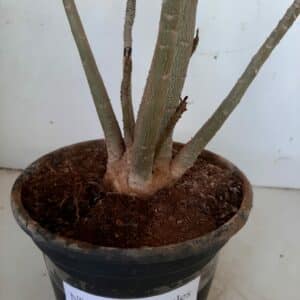 Planta Simples 1012 – 40cm – 03 anos