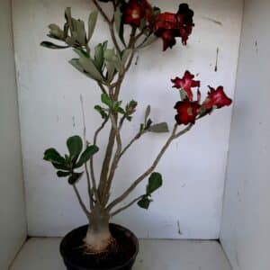 Planta Simples 1013 – 45cm – 03 anos