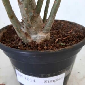 Planta Simples 1014 – 35cm – 02 anos