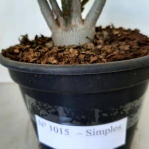 Planta Simples 1015 – 30cm – 02 anos