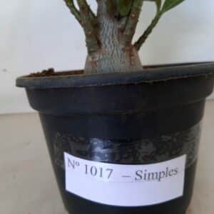 Planta Simples 1017 – 30cm – 02 anos