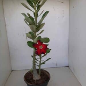Planta Simples 986 – 40cm – 3 anos