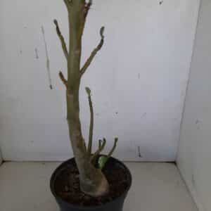 Planta Dobrada 929 – 45cm – 03 anos