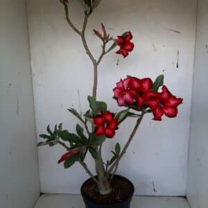 Planta Simples 992 – 40cm – 3 anos