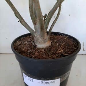 Planta Simples 992 – 40cm – 3 anos