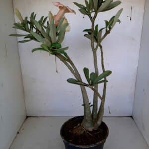 Planta Simples 996 – 35cm – 3 anos