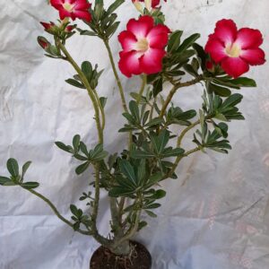Planta Simples 997 – 70cm – 6 anos