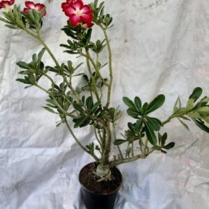 Planta Simples 997 – 70cm – 6 anos