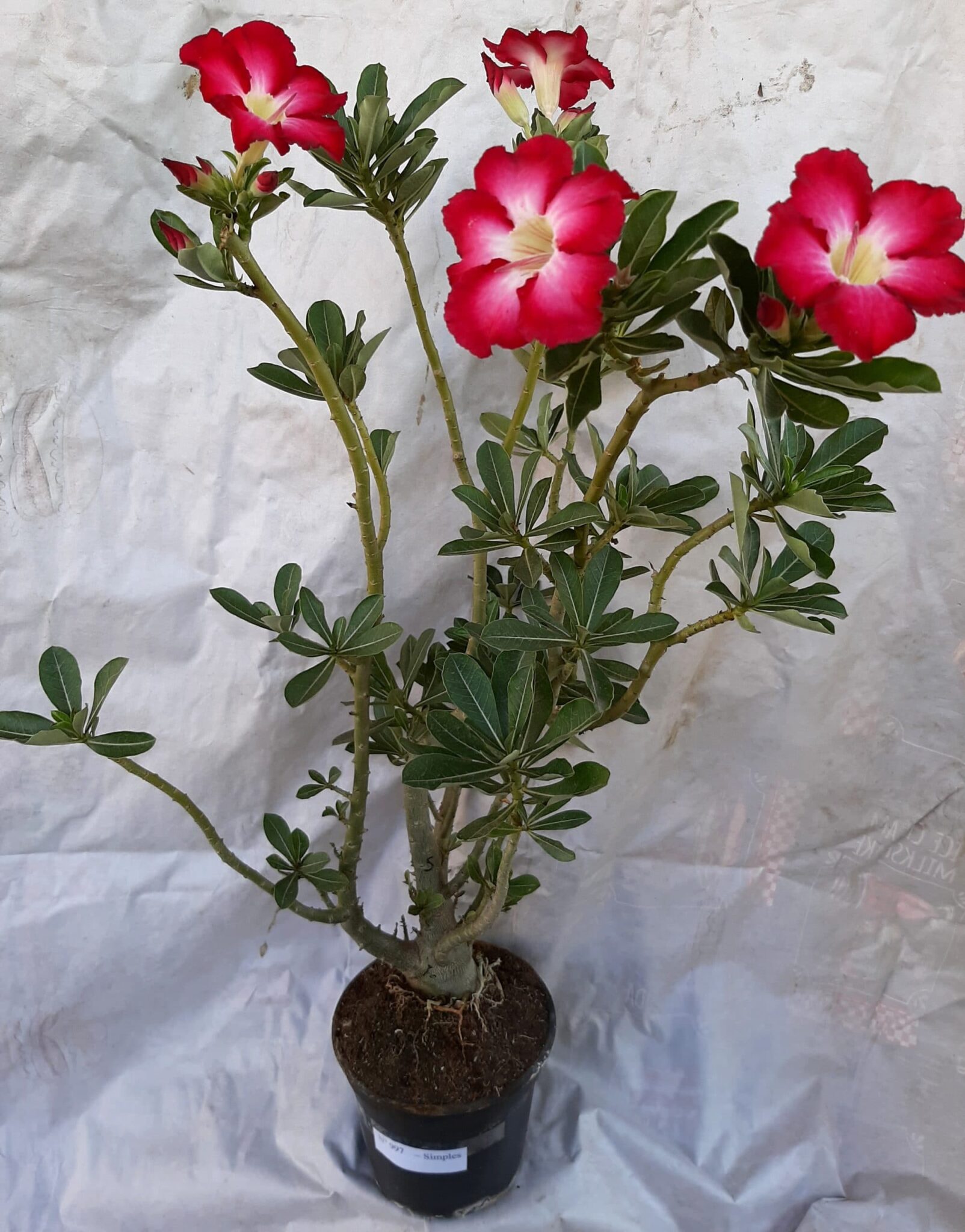 Planta Simples 997 – 70cm – 6 anos – Adenium Rosa do Deserto – Luis Michelon
