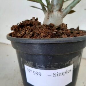 Planta Simples 999 – 30cm – 02 anos
