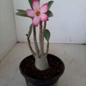 Planta ARABICUM 72 – 20cm – 01 ano