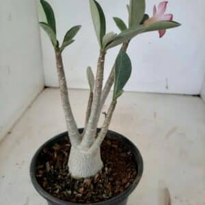 Planta ARABICUM 72 – 20cm – 01 ano
