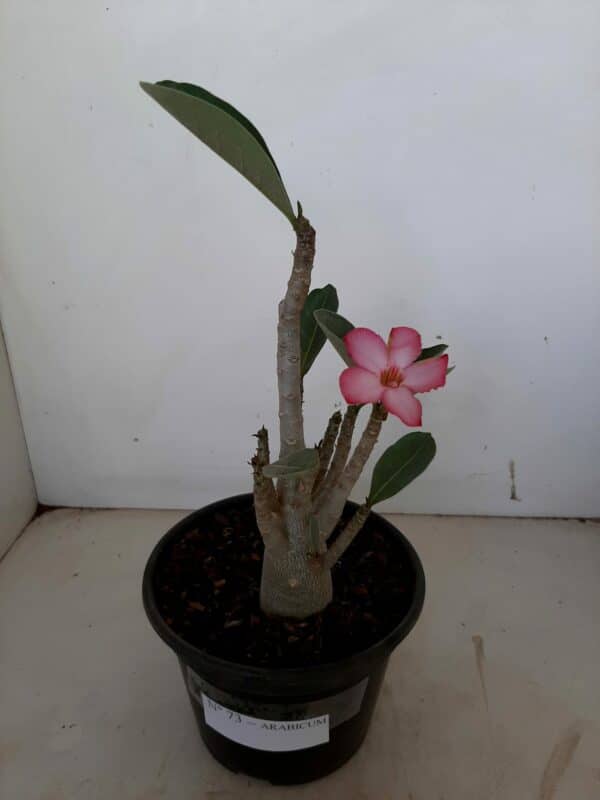 Planta ARABICUM 73 – 22cm – 01 ano