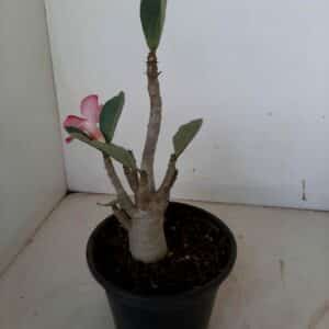 Planta ARABICUM 73 – 22cm – 01 ano
