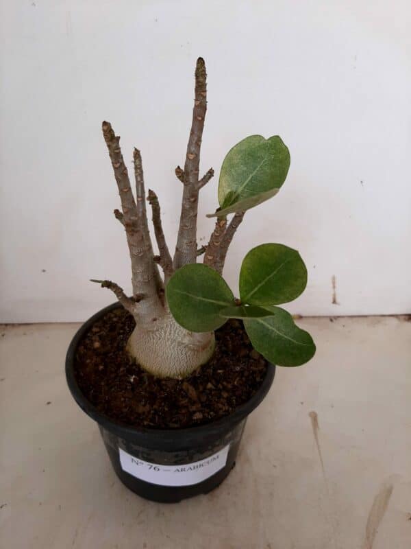 Planta ARABICUM 76 – 20cm – 01 ano