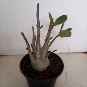 Planta ARABICUM 76 – 20cm – 01 ano