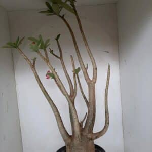 Planta ARABICUM 77 – 70cm – 05 anos