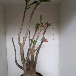 Planta ARABICUM 77 – 70cm – 05 anos