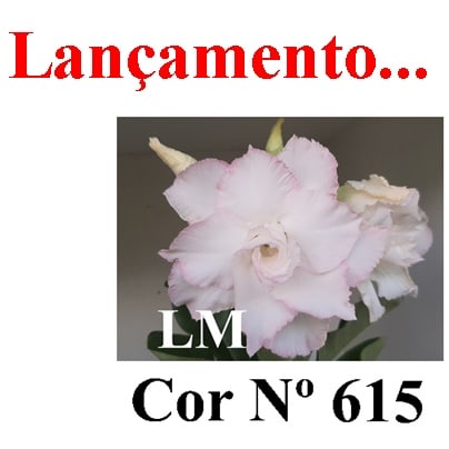 ENXERTO COR LM 615