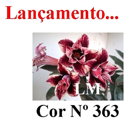 ENXERTO COR LM 363