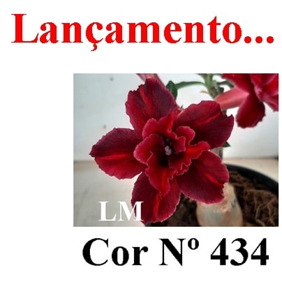 ENXERTO Nº 5991 – 20cm  (cor LM 434)