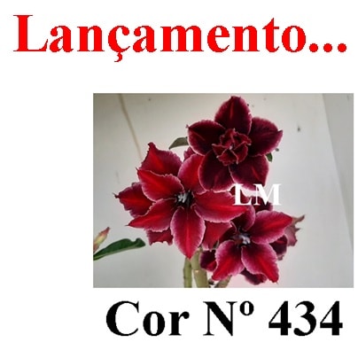ENXERTO COR LM 434